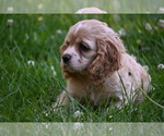 Small #2 Cocker Spaniel