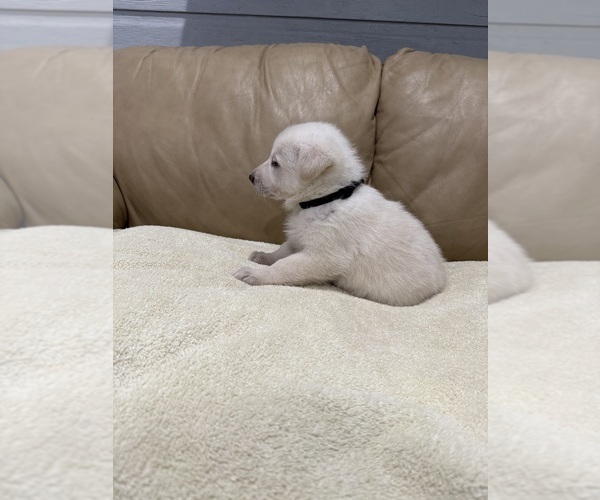 Medium Photo #3 German Shepherd Dog Puppy For Sale in BRIGHTON, CO, USA