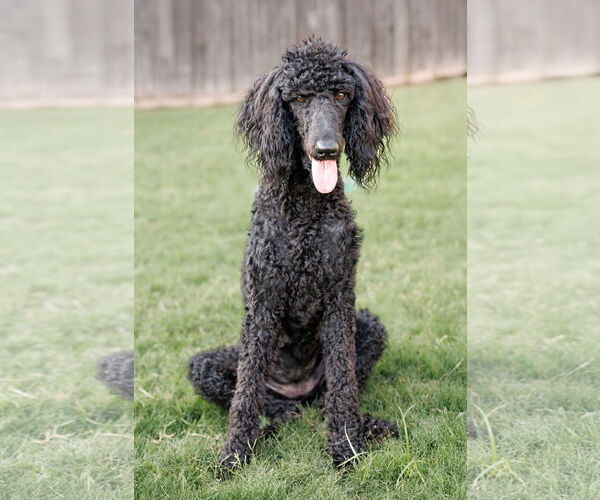 Medium Photo #8 Poodle (Standard) Puppy For Sale in McKinney, TX, USA