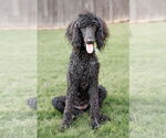 Small #7 Poodle (Standard)