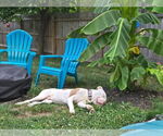 Small #3 American Pit Bull Terrier Mix