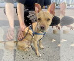 Small #3 Chihuahua Mix