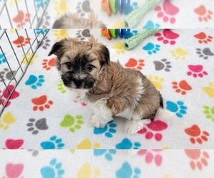 Havashire Puppy for sale in ORO VALLEY, AZ, USA