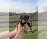 Small #14 Doberman Pinscher