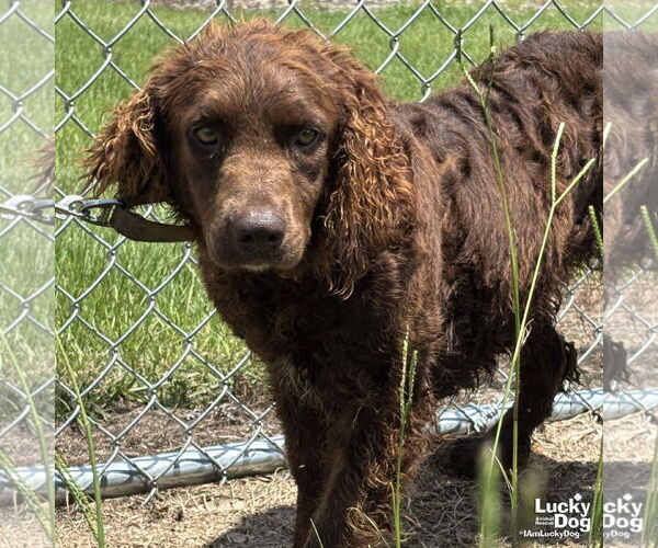 Medium Photo #2 Spaniel-Unknown Mix Puppy For Sale in Washington, DC, USA