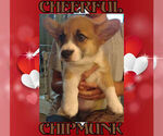 Small Photo #28 Pembroke Welsh Corgi Puppy For Sale in LOVELAND, CO, USA