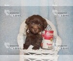 Small #10 Maltipoo-Poodle (Toy) Mix