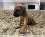 Small Photo #4 Presa Canario Puppy For Sale in BELLINGHAM, WA, USA