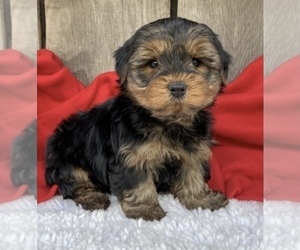 Yorkshire Terrier Puppy for sale in LOWELL, MA, USA