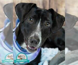 Dachsador Dogs for adoption in Kennesaw, GA, USA