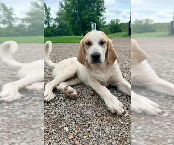 Medium Photo #2 Labrenees Puppy For Sale in Buffalo, MN, USA