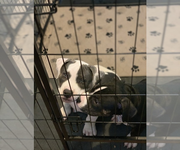 Medium Photo #13 American Bully Puppy For Sale in EVERETT, WA, USA