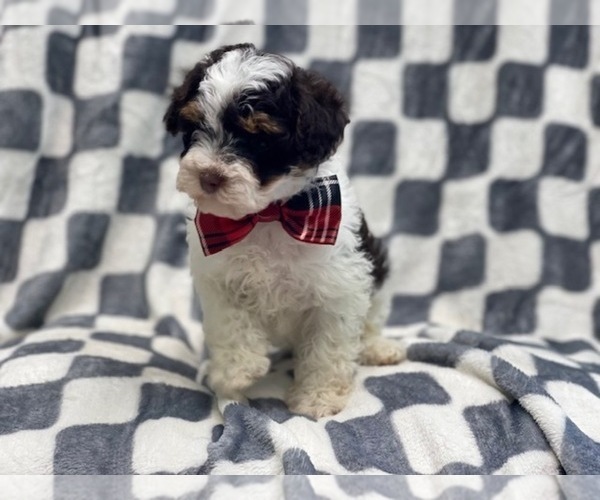 Full screen Photo #7 YorkiePoo Puppy For Sale in LAKELAND, FL, USA