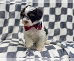Small Photo #7 YorkiePoo Puppy For Sale in LAKELAND, FL, USA