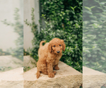Small Photo #4 Goldendoodle Puppy For Sale in PECK, KS, USA