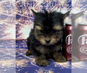 Yorkshire Terrier Puppy for sale in AZLE, TX, USA