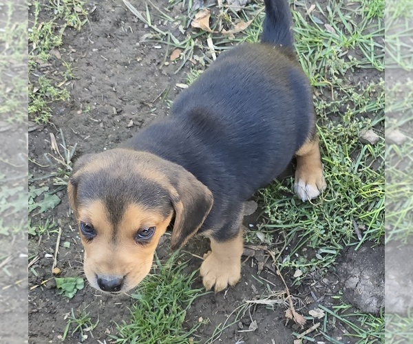 Medium Photo #4 Beagle Puppy For Sale in PLATTEVILLE, WI, USA