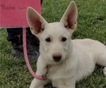 Small Photo #16 German Shepherd Dog Puppy For Sale in TONOPAH, NV, USA