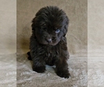 Small #3 Newfoundland