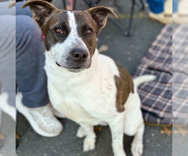 Medium Photo #4 Mutt Puppy For Sale in Canton, CT, USA