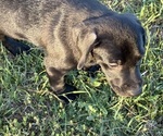 Small Photo #17 Labrador Retriever Puppy For Sale in SPOTSYLVANIA, VA, USA