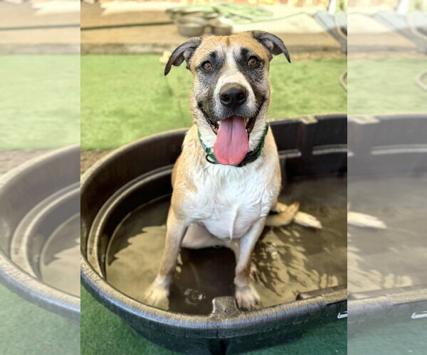 Medium Photo #12 American Staffordshire Terrier-Siberian Husky Mix Puppy For Sale in Phoenix, AZ, USA