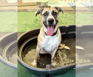 Redburn - Male American Staffordshire Terrier-Siberian Husky Mix Dog for Adoption - Photo #12