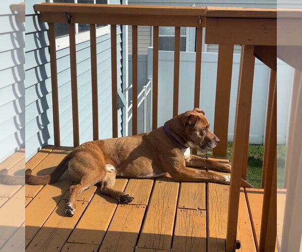 Medium Photo #10 American Pit Bull Terrier-Labrador Retriever Mix Puppy For Sale in Fargo, ND, USA