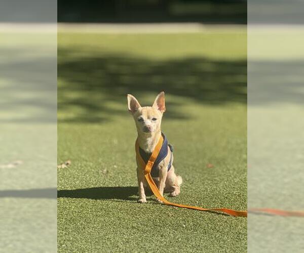 Medium Photo #2 Chihuahua Puppy For Sale in San Martin, CA, USA