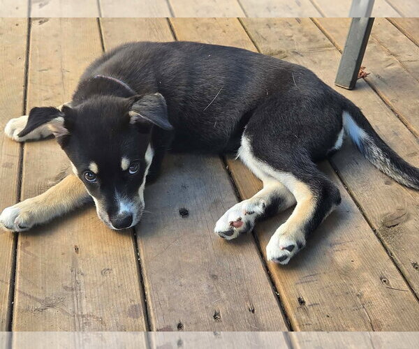 Medium Photo #3 Gerberian Shepsky Puppy For Sale in Oro Medonte, Ontario, Canada