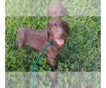 Small #2 Mutt