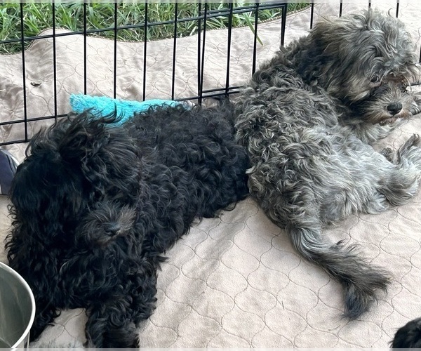 Medium Photo #8 ShihPoo Puppy For Sale in GLOUCESTER, VA, USA