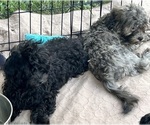Small Photo #8 ShihPoo Puppy For Sale in GLOUCESTER, VA, USA