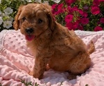 Small Photo #52 Cavapoo Puppy For Sale in GOSHEN, IN, USA
