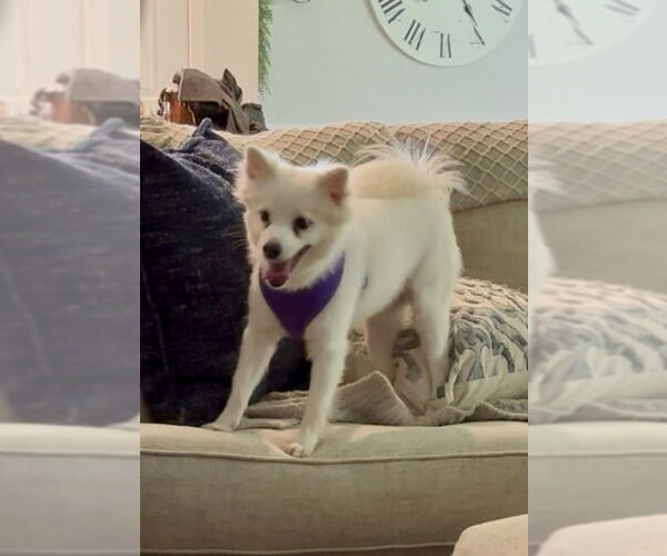 Medium Photo #6 Pomimo Puppy For Sale in Mooresville, NC, USA