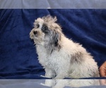 Small #19 ShihPoo