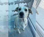 Small #1 Labrador Retriever Mix