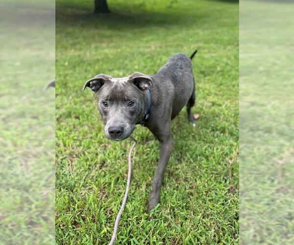 Medium Photo #2 Mutt Puppy For Sale in Forestville, MD, USA