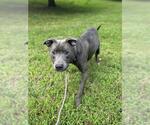 Small #1 Mutt