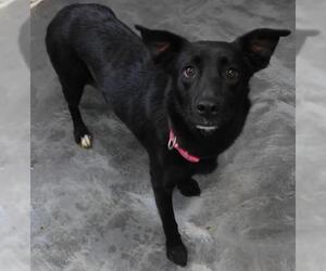 Labrador Retriever-Unknown Mix Dogs for adoption in Thief River Falls, MN, USA