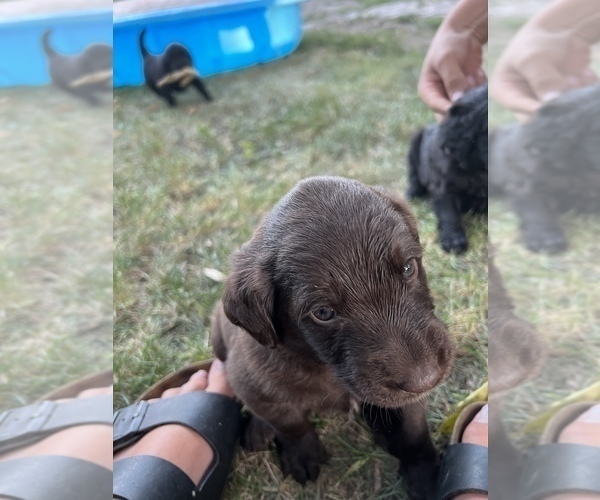 Medium Photo #13 Goldendoodle-Newfoundland Mix Puppy For Sale in MORRIS, MN, USA