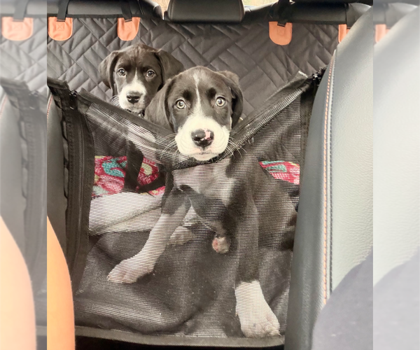 Medium Photo #1 Mutt Puppy For Sale in Holly Springs, NC, USA