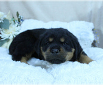 Small Photo #14 Rottweiler Puppy For Sale in HEMINGWAY, SC, USA