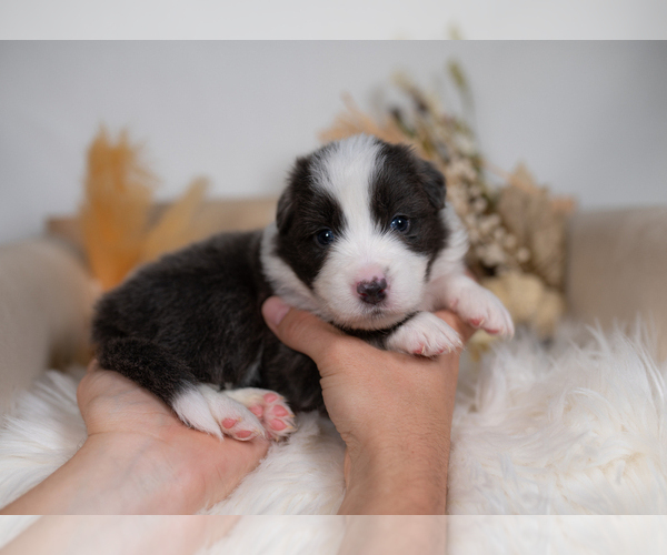 Medium Photo #2 Border Collie Puppy For Sale in CONWAY, MO, USA