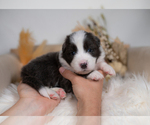 Small #1 Border Collie