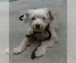 Poodle (Toy) Dogs for adoption in Downey, CA, USA
