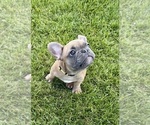 Puppy Rocket French Bulldog