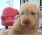 Small #5 Goldendoodle