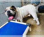 Small #2 Bulldog