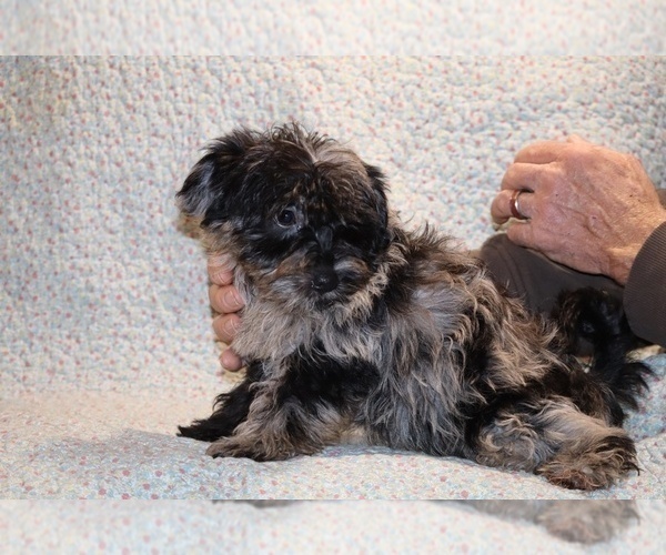 Medium Photo #10 Yorkiepoo mix (+ Poodle Toy) Puppy For Sale in DYERSBURG, TN, USA